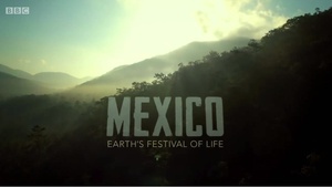 墨西哥：地球生命的狂欢 Mexico: Earth's Festival Of Life.2017 字幕下载