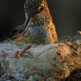 动物之家：鸟巢 Animal Homes: The Nest.2015 字幕下载