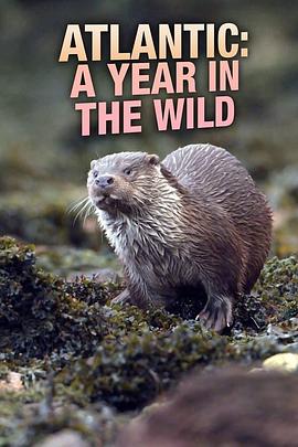 四季纵横大西洋 第一季 Atlantic: A Year In The Wild Season 1.2020 字幕下载