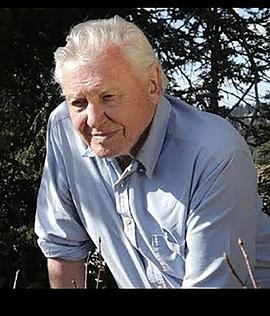 爱登堡和蚂蚁王国 Attenborough and the Empire of the Ants.2017 字幕下载